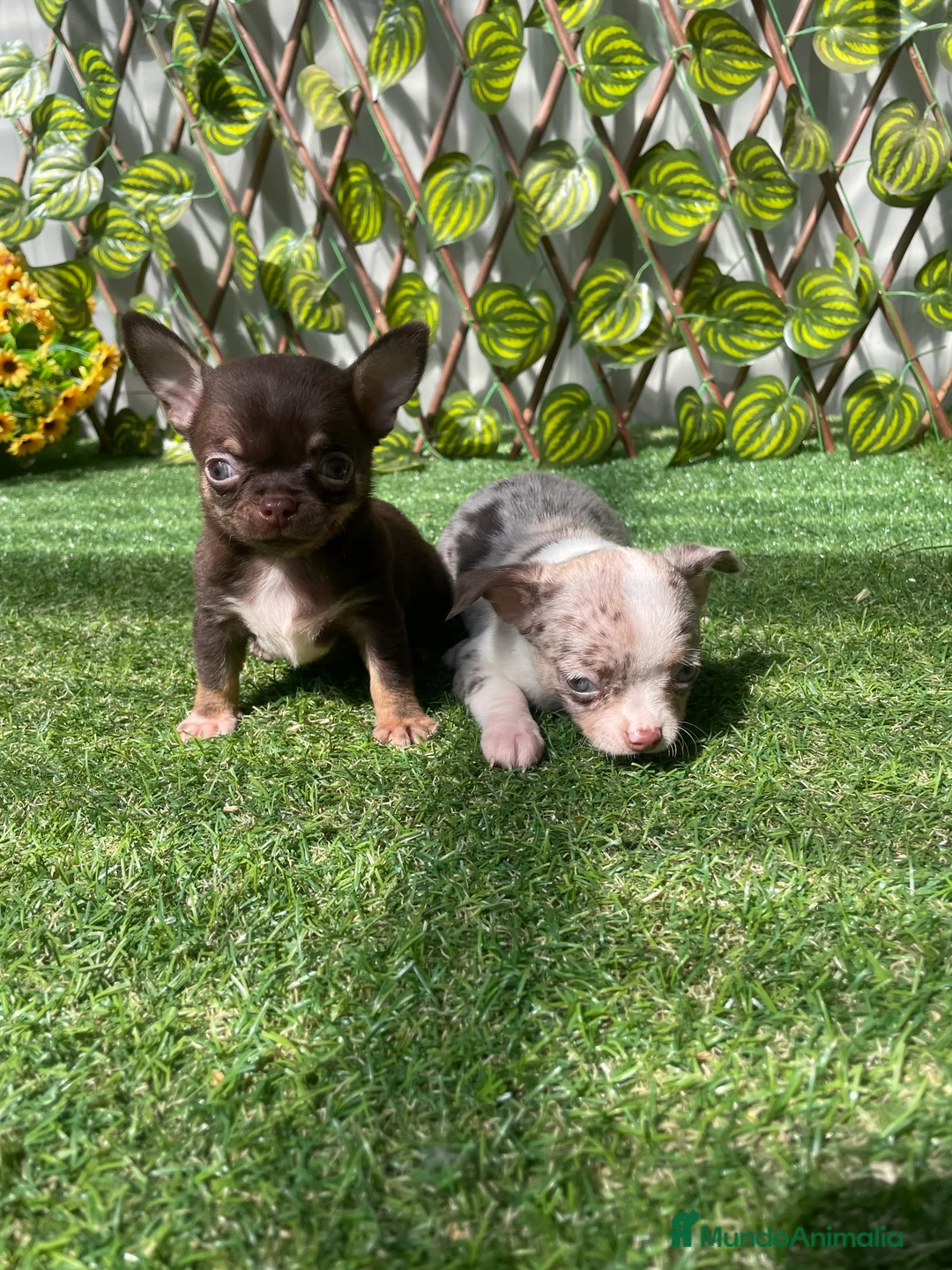 Chihuahua perros en venta: Preciosos chihuahuas en Almería - Anuncio 1