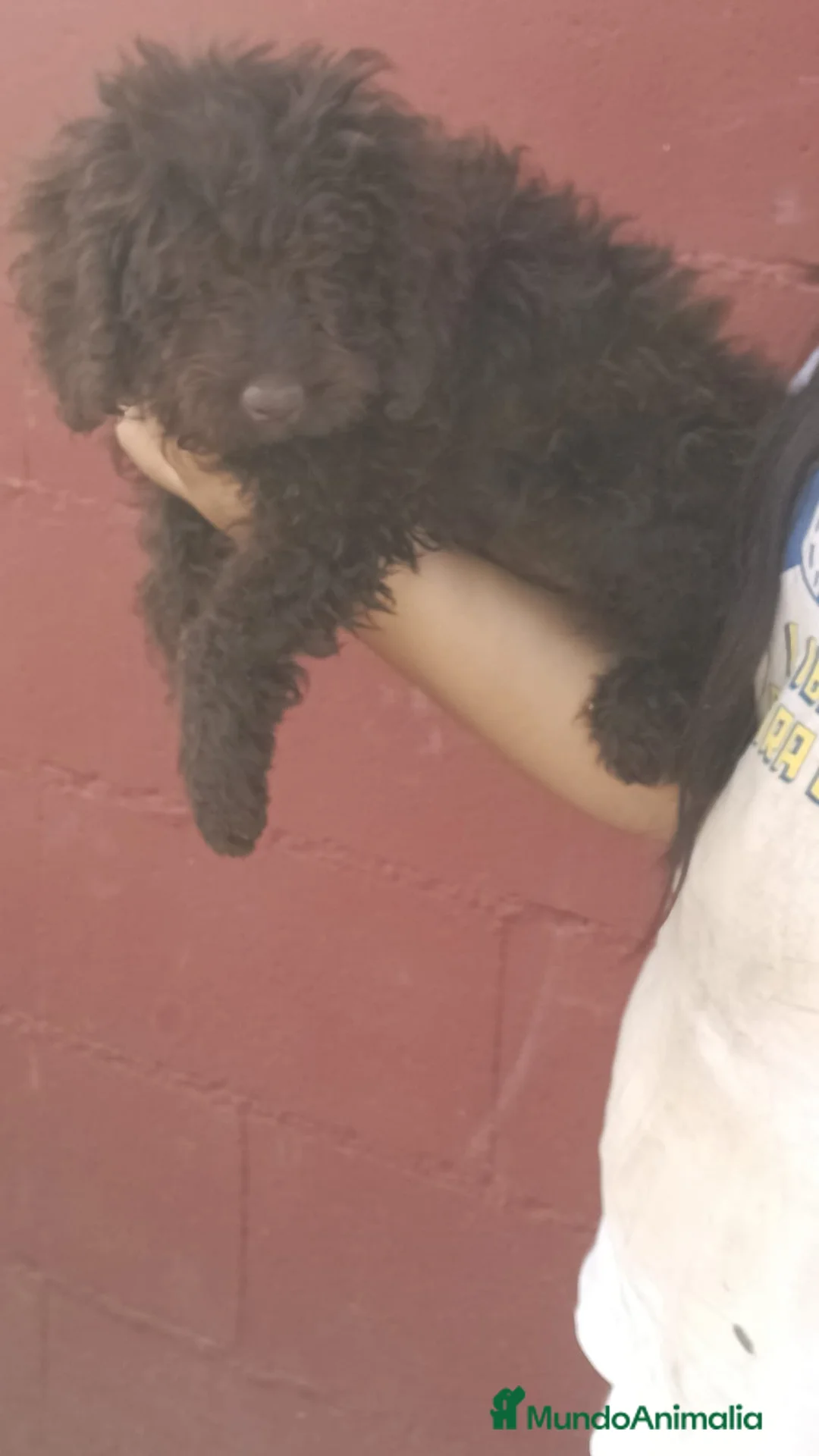 Perro de Agua Español perros en venta: Perra de agua chocolate🐶🐾🔥 en Málaga - Anuncio 3