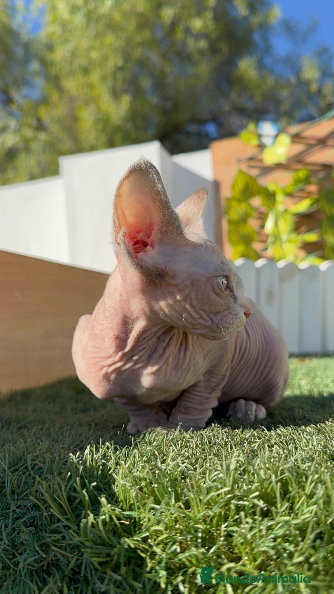 Sphynx gatos en venta: GATITAS SPHYNX - Anuncio 11