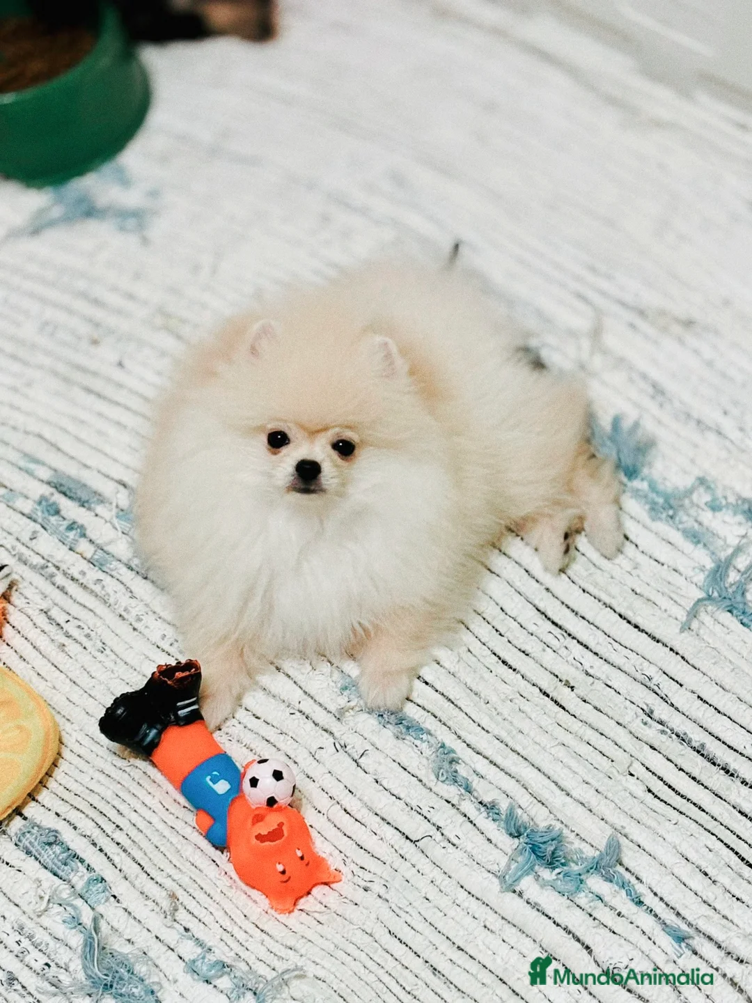 Pomerania perros en venta: Macho línea coreana  - Anuncio 3