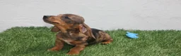 Teckel Miniatura perros en venta: Teckel Miniatura  - Anuncio 15
