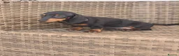 Teckel Miniatura perros en venta: Teckel Mini Negra y Fuego hembra disponible  - Anuncio 7