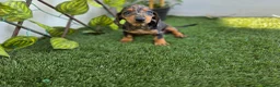 Teckel Miniatura perros en venta: TECKEL MINIATURA ARLEQUIN - Anuncio 2
