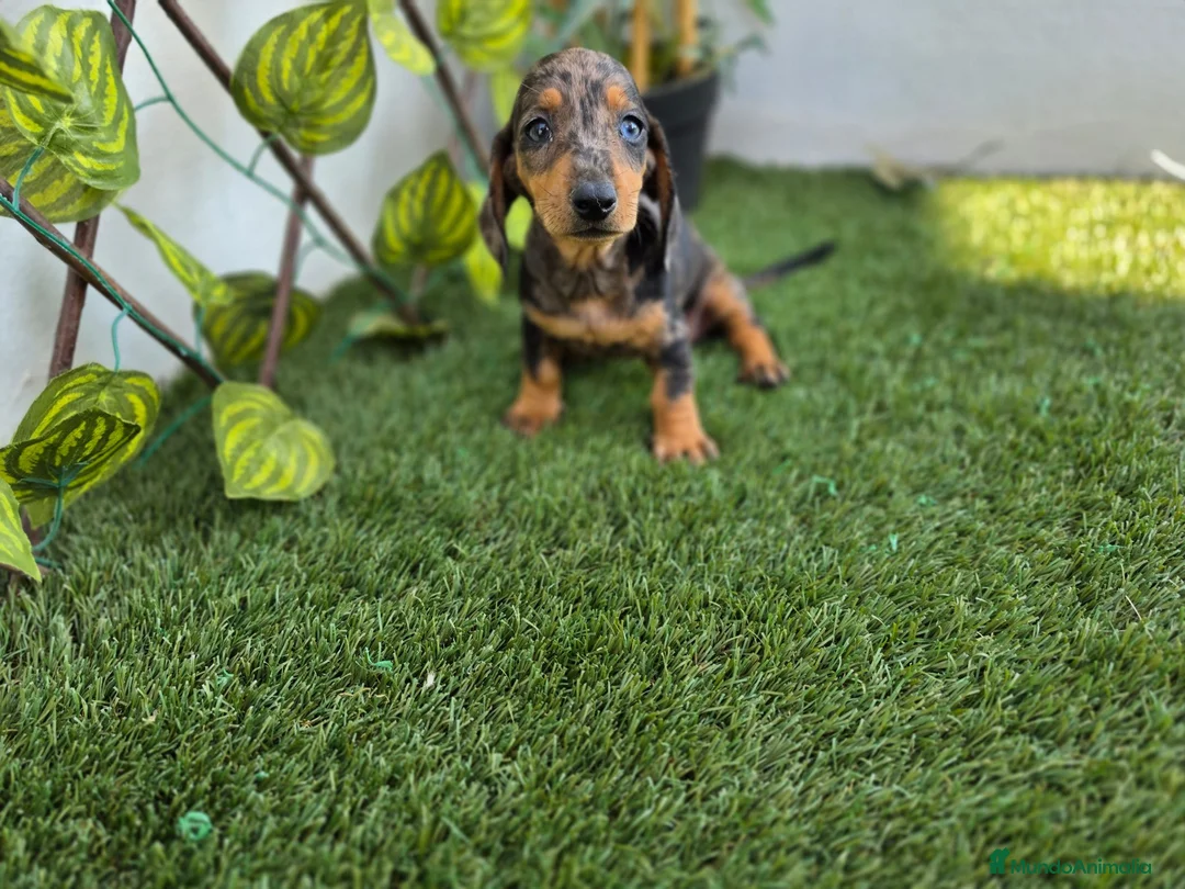 Teckel Miniatura perros en venta: TECKEL MINIATURA ARLEQUIN - Anuncio 2
