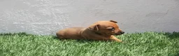 Raza Mixta perros en venta: Minijack - Anuncio 24