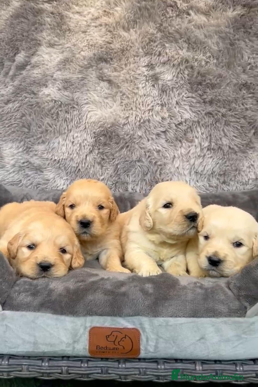 Golden Retriever perros Cachorros Golden retriever - Anuncio 3