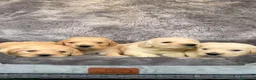 Golden Retriever perros en venta: Cachorros Golden retriever - Anuncio 1