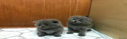 Scottish Fold gatos en venta: Scottish fold - Anuncio 4