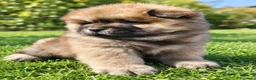 Chow Chow perros en venta: CHOW CHOW MARRON - Anuncio 5
