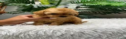 Caniche Toy perros en venta: CANICHE TOY - Anuncio 11