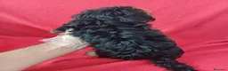 Yorkshire Terrier perros en venta: Yorkshire Mini  - Anuncio 4