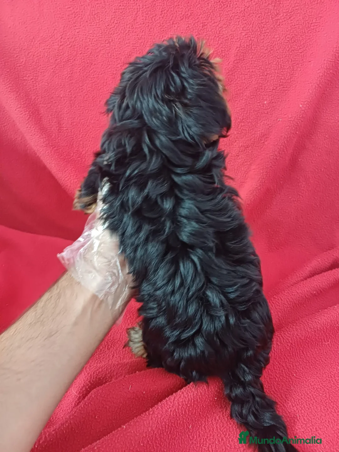 Yorkshire Terrier perros en venta: Yorkshire Mini  - Anuncio 4