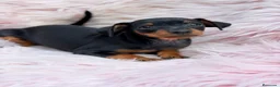 Pinscher Miniatura perros en venta: MINIPINSCHER OPORTUNIDAD - Anuncio 6
