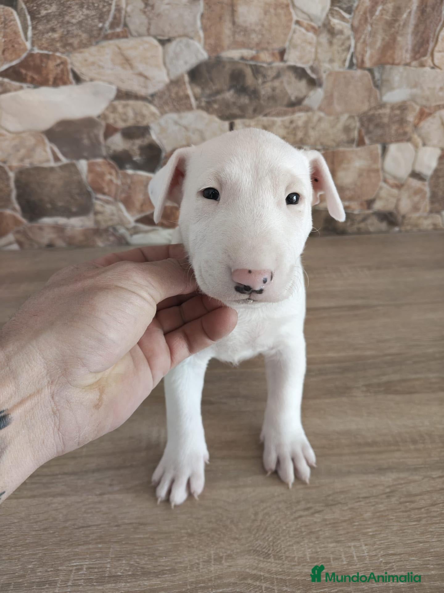 Bull Terrier perros Bull terrier - Anuncio 1
