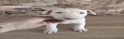 Bull Terrier perros en venta: Bull terrier - Anuncio 1