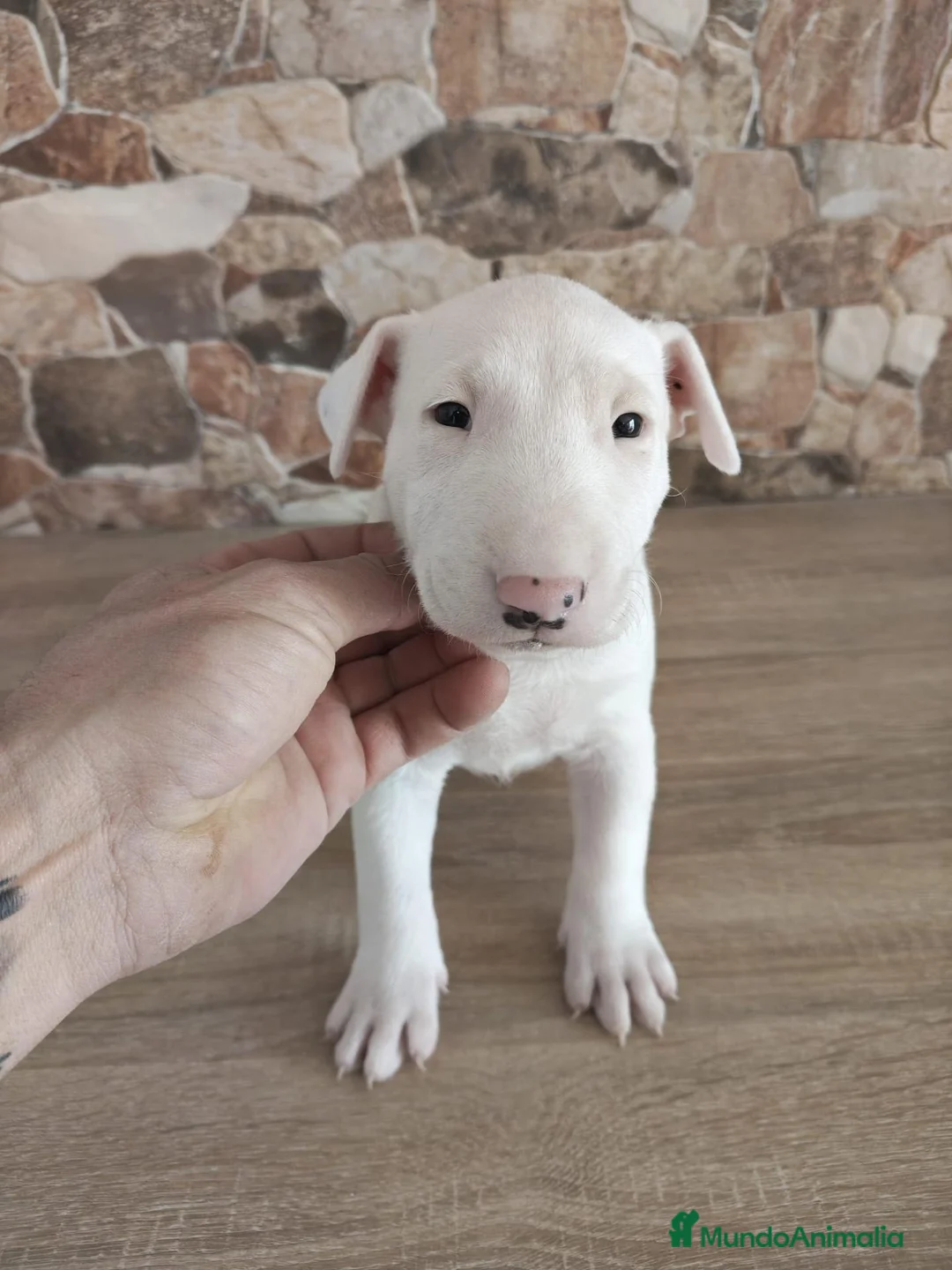 Bull Terrier perros en venta: Bull terrier - Anuncio 1