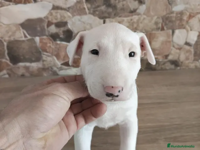 Bull Terrier perros Bull terrier - Anuncio 1