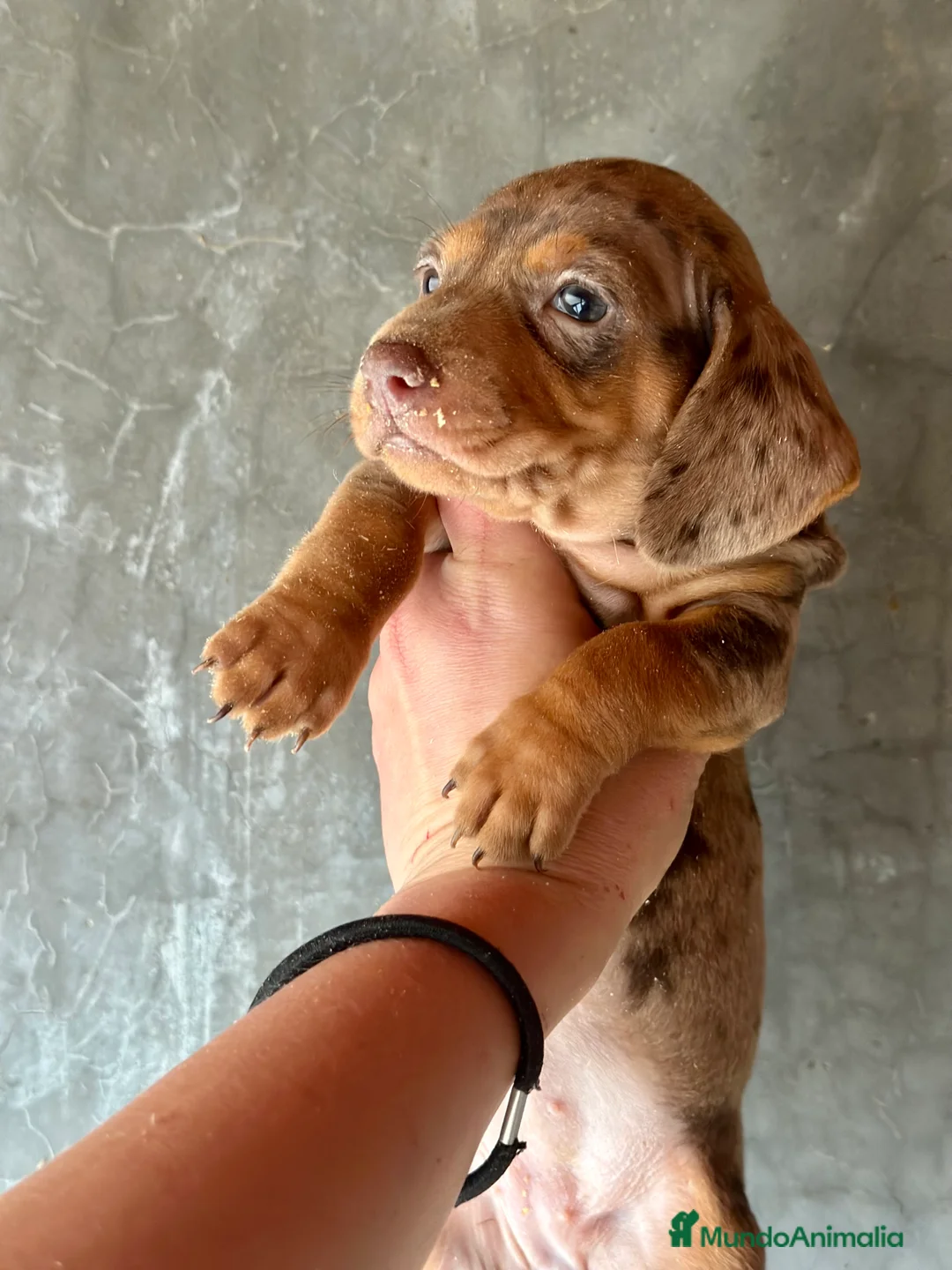 Teckel Miniatura perros en venta: TECKEL KANICHEN CHOCO MERLE en Barcelona - Anuncio 3