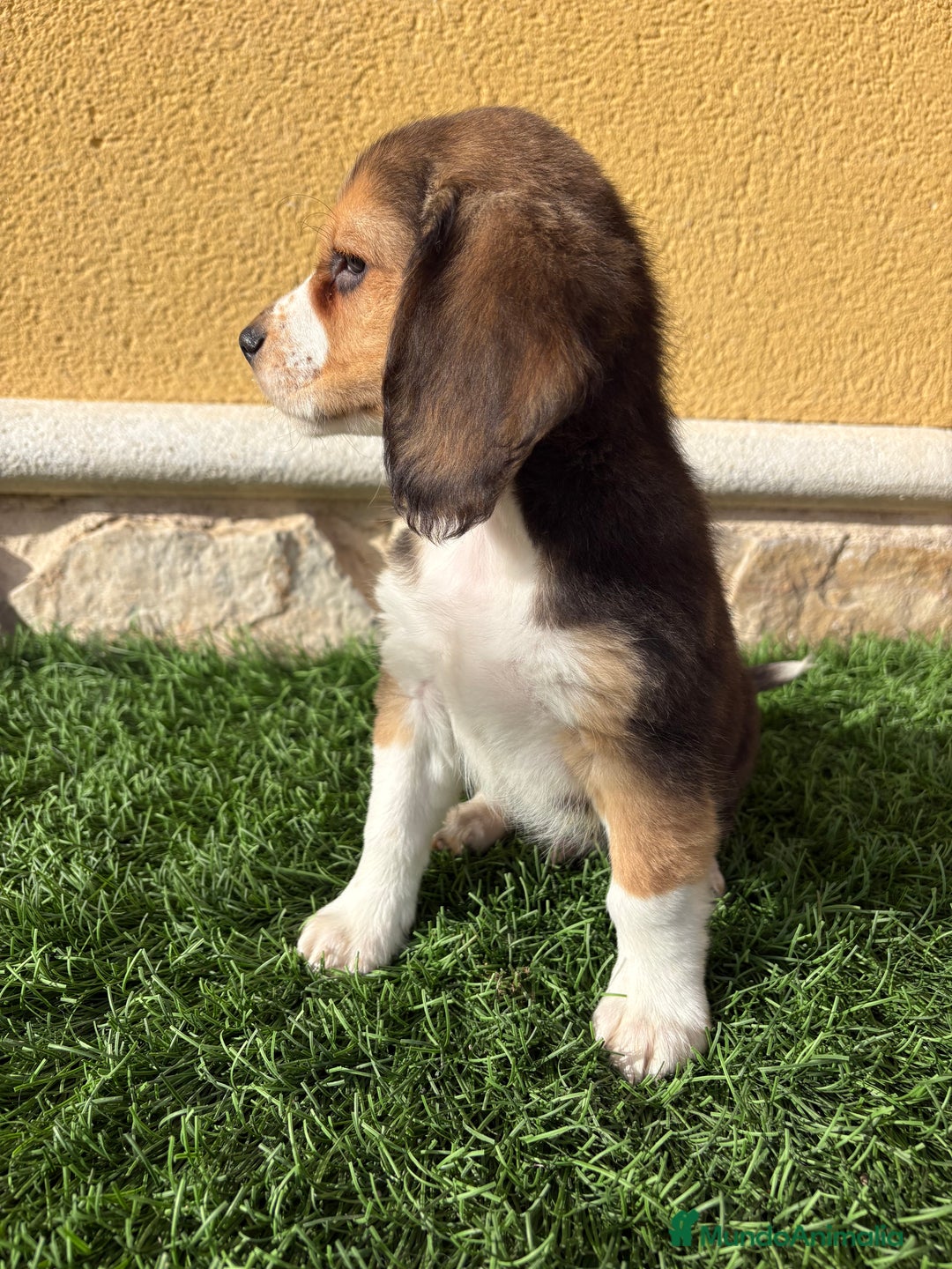 Beagle perros en venta: Espectacular cachorro de Beagle - Anuncio 17