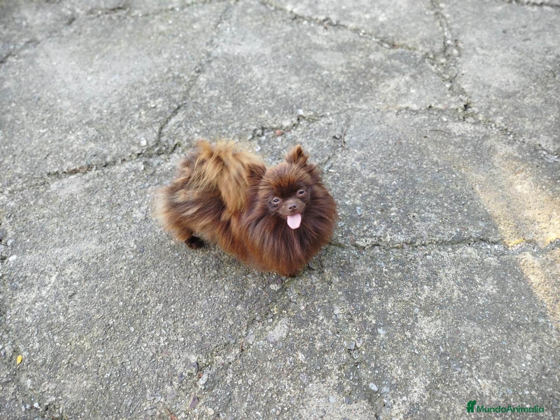 Pomerania perros Cachorrita de Pomerania  - Anuncio 2
