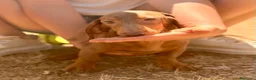 Teckel Miniatura perros en venta: ULTIMOS MACHOS TECKEL ECONÓMICO  - Anuncio 2