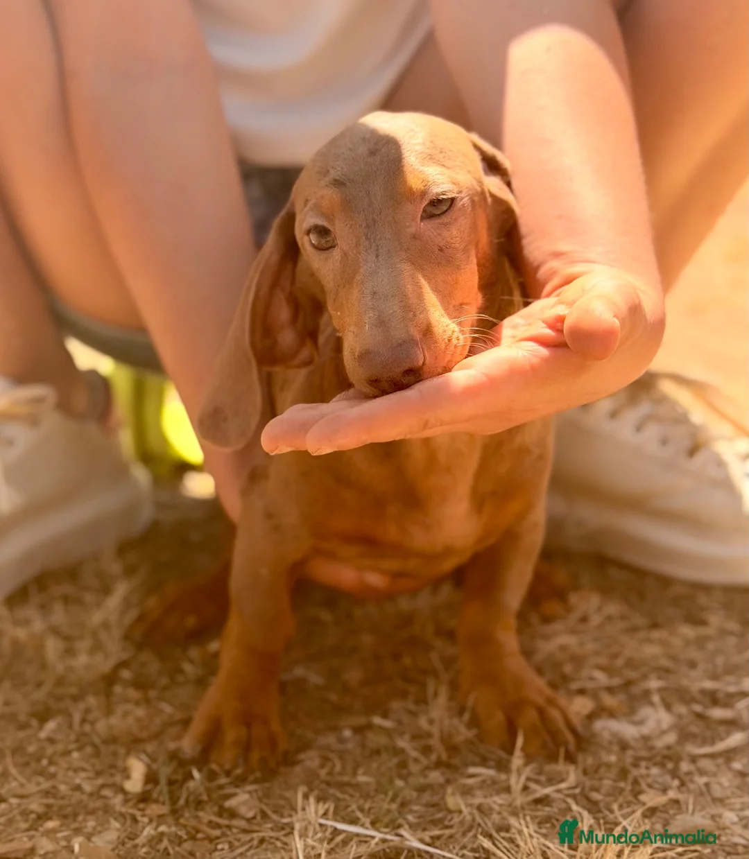 Teckel Miniatura perros en venta: ULTIMOS MACHOS TECKEL ECONÓMICO  - Anuncio 2