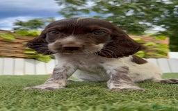 Cocker Spaniel Inglés perros en venta: COCKER SPANIEL RUANO - Imagen 8