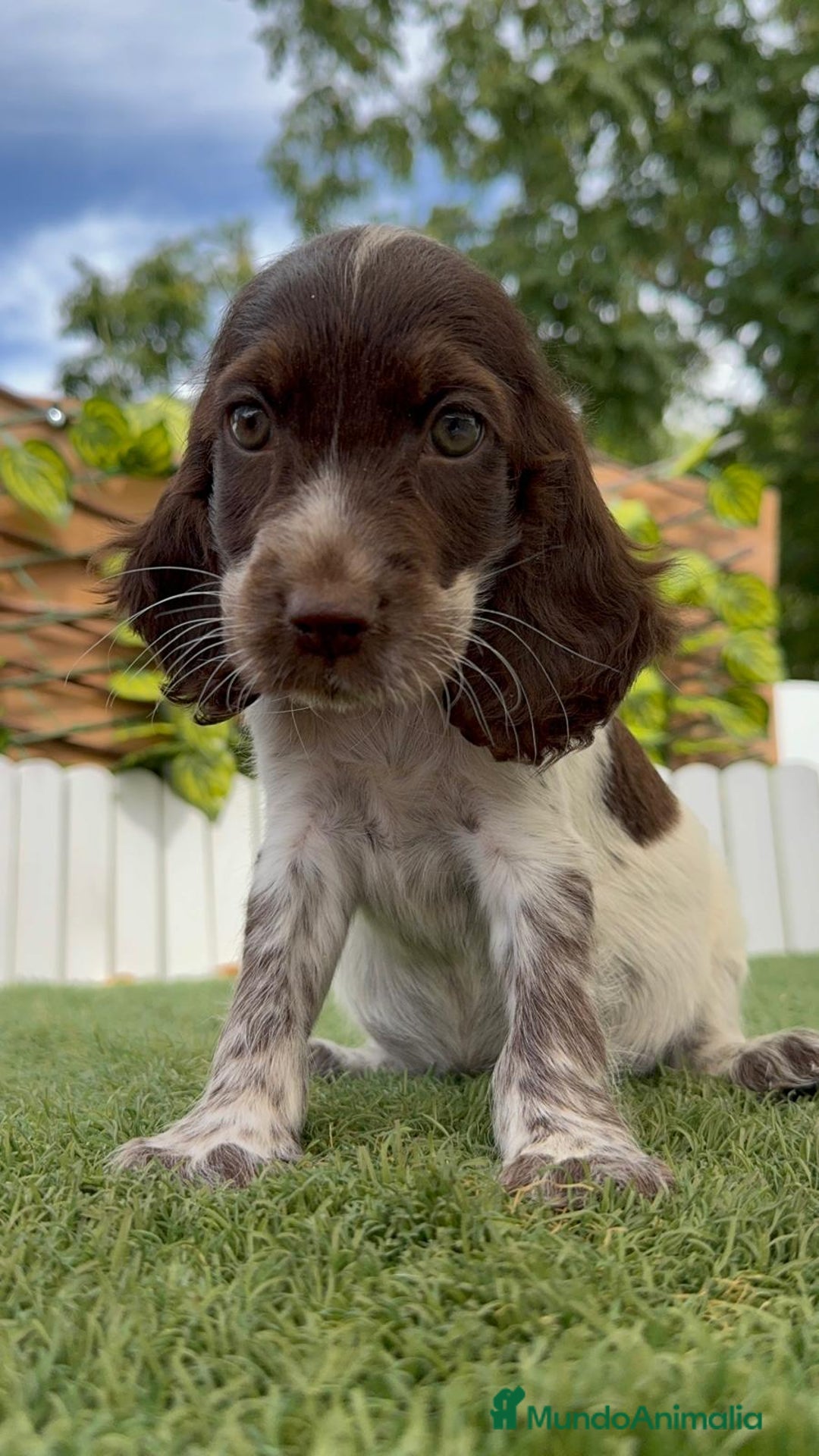 Cocker Spaniel Inglés perros en venta: COCKER SPANIEL RUANO - Imagen 8