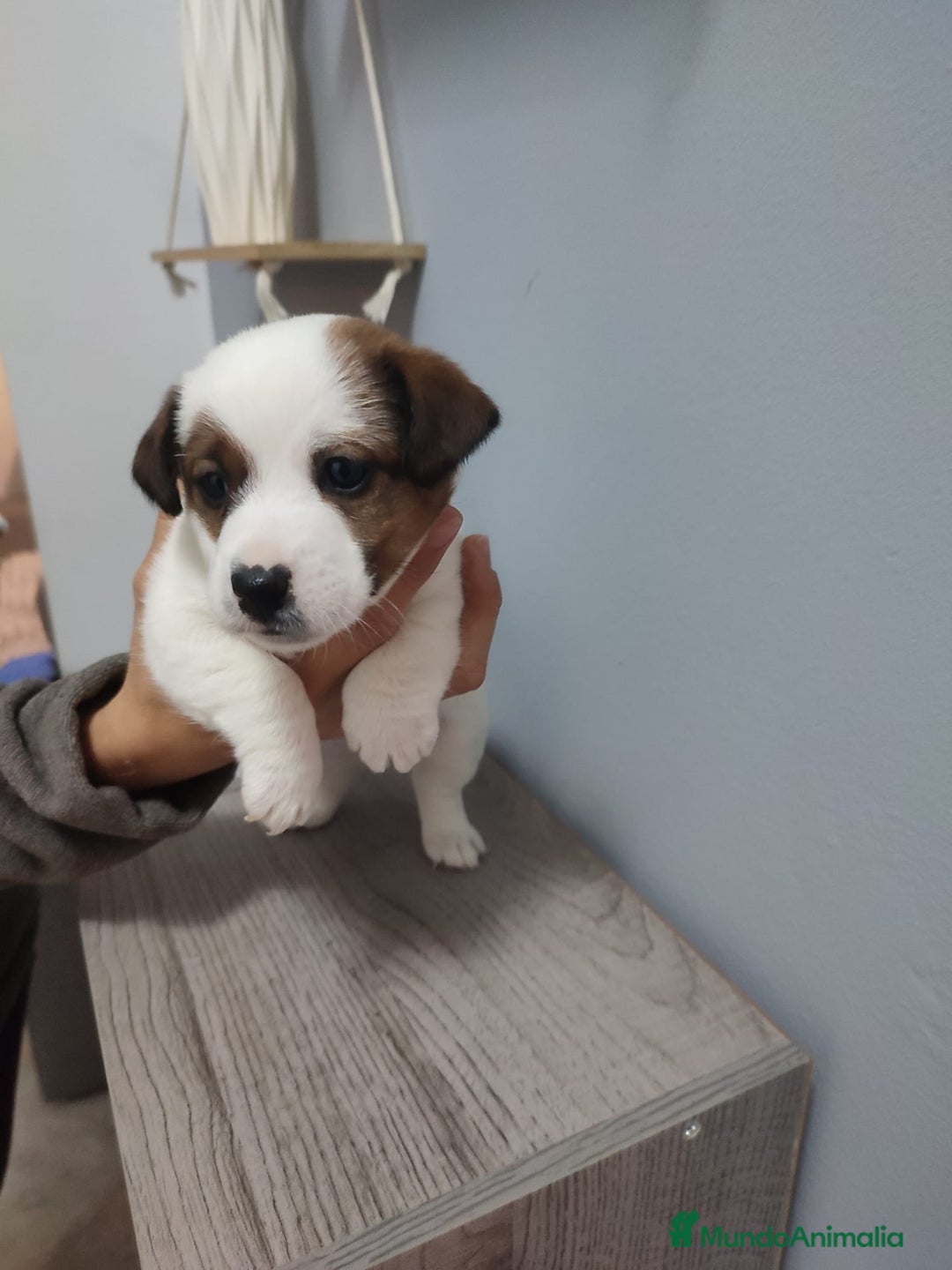 Jack Russell Terrier perros en venta: Jack Russell Navalcarnero  - Anuncio 2