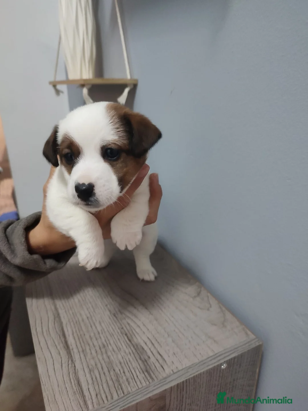 Jack Russell Terrier perros en venta: Jack Russell Navalcarnero  - Anuncio 2