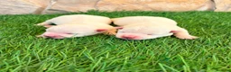 West Highland White Terrier perros en venta: West Highland white terrier-Westy - Anuncio 14