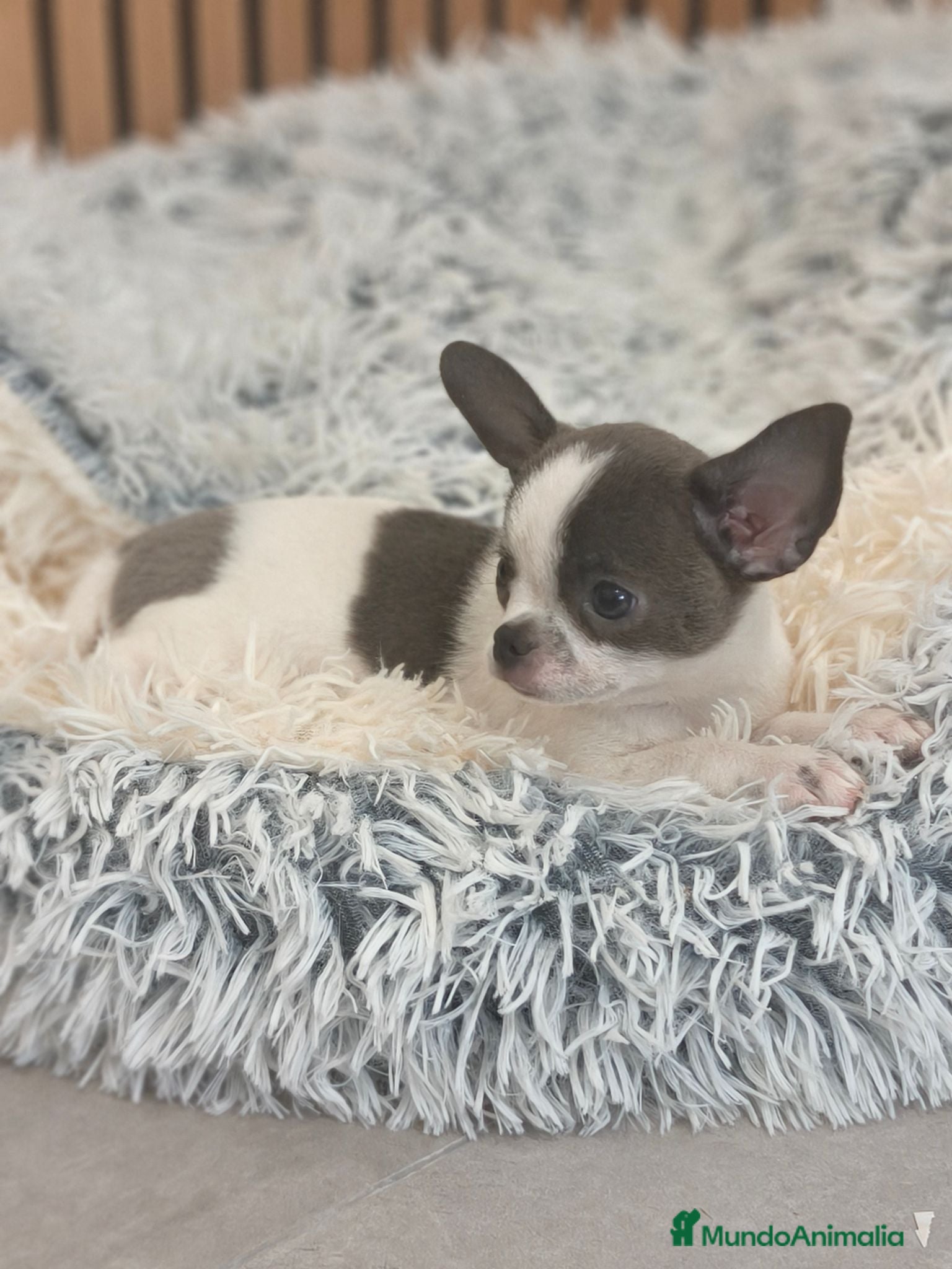 Chihuahua perros Chihuahua Toy Machitos  - Anuncio 1