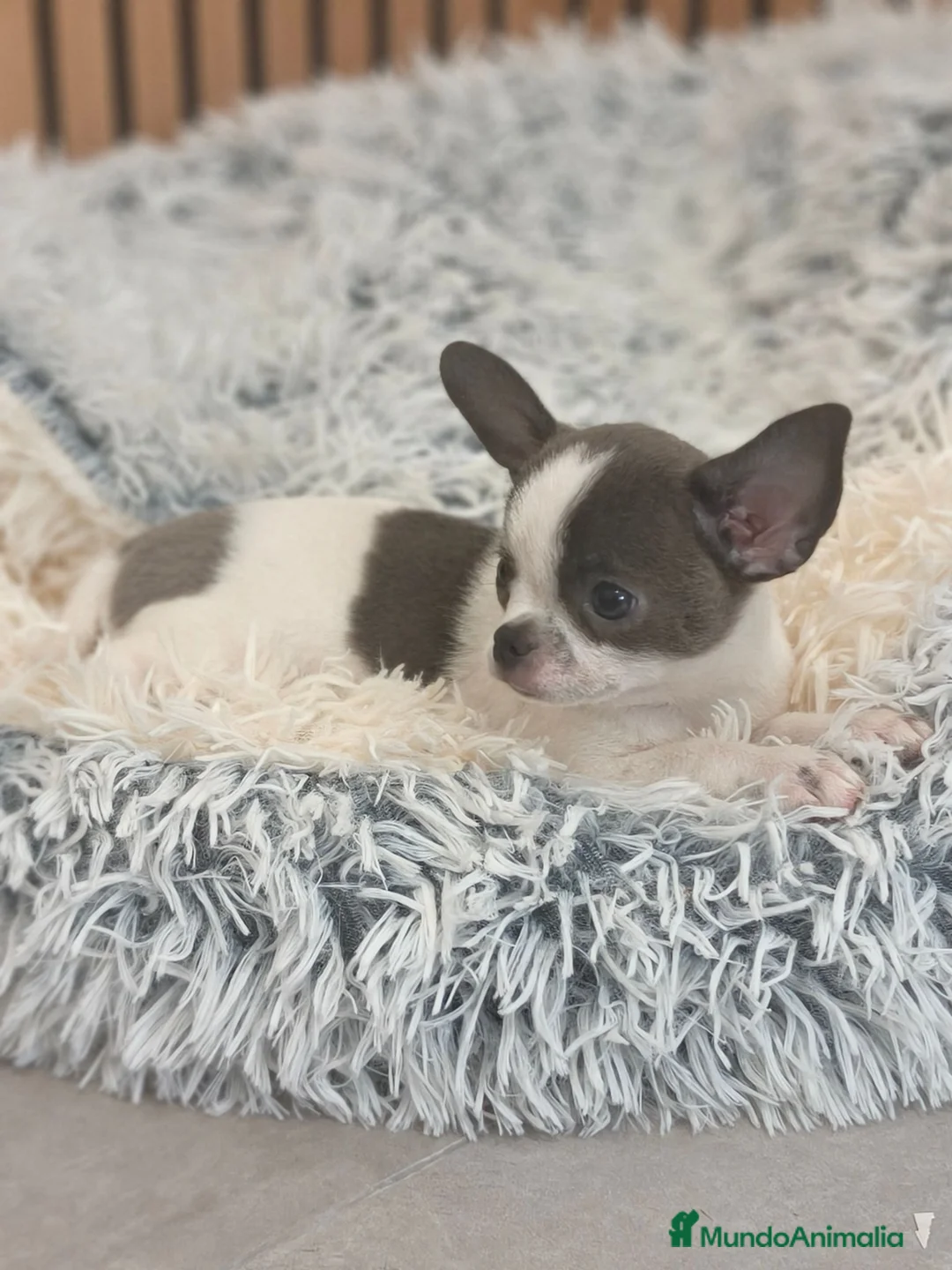 Chihuahua perros en venta: Chihuahua Toy Machitos  - Anuncio 1
