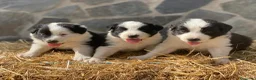Border Collie perros en venta: Border collie  - Anuncio 1