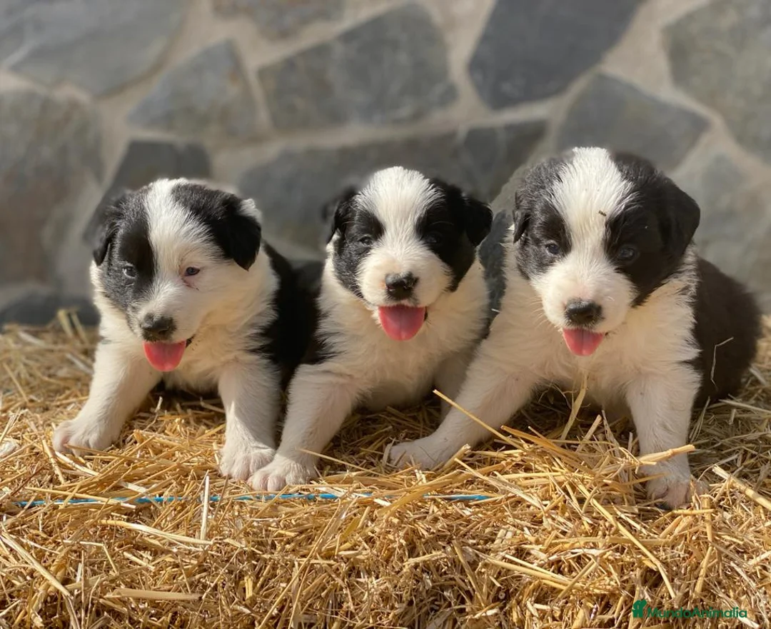 Border Collie perros en venta: Border collie  - Anuncio 1