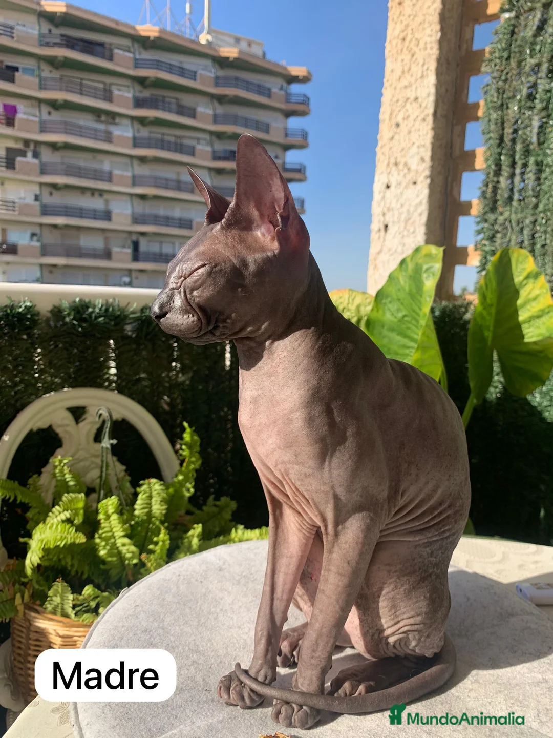 Sphynx gatos en venta: Encantadores Don Sphynx en Madrid - Anuncio 6