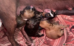 Xoloitzcuintle - Perro Sin Pelo Mexicano perros en adopcion: Xoloitzcuiltle - Anuncio 4