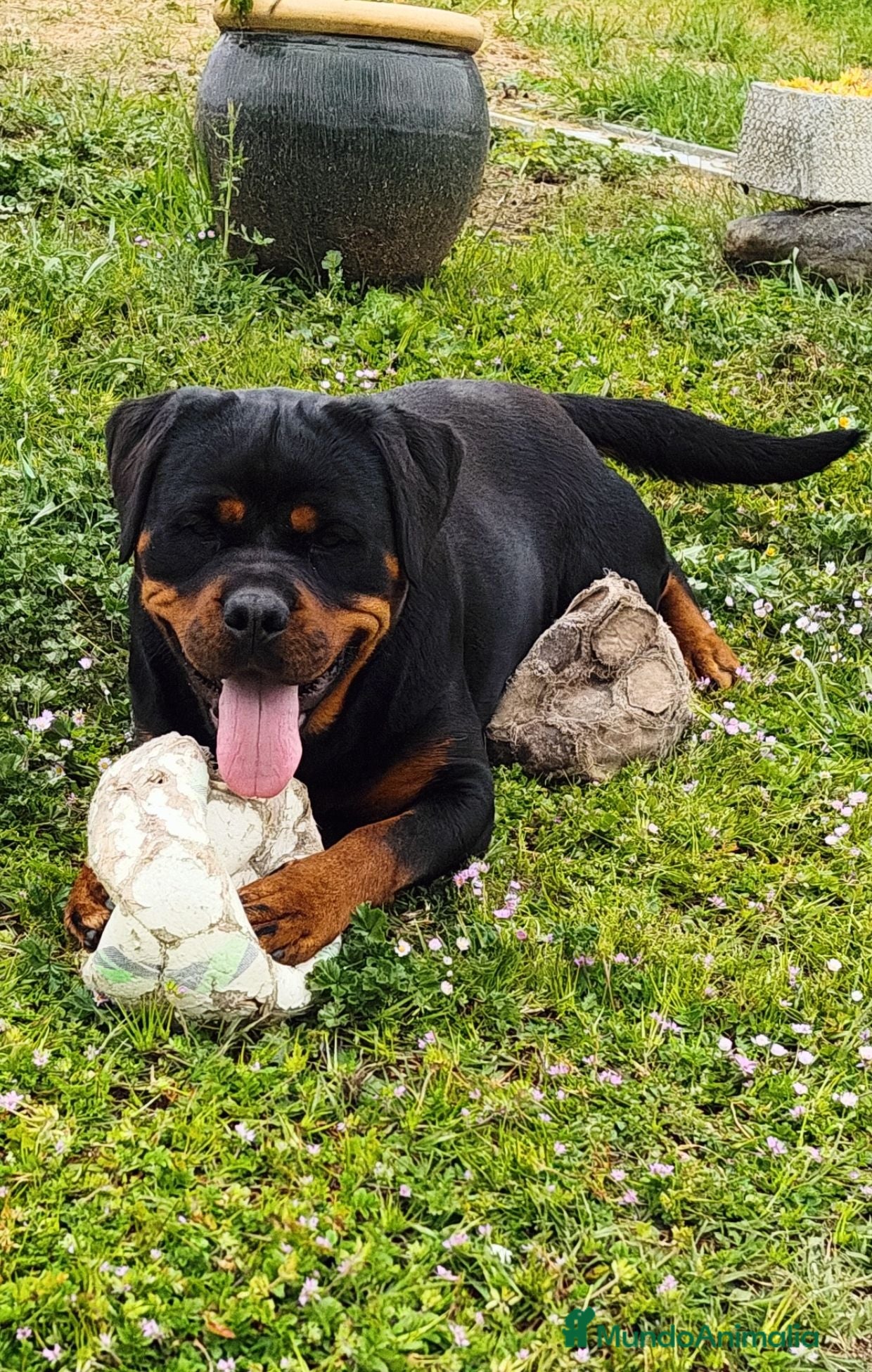 Rottweiler perros Cachorros padres Alemanes mejores líneas mundiales - Anuncio 3