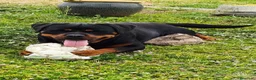 Rottweiler perros en venta: Cachorros padres Alemanes mejores líneas mundiales - Anuncio 1