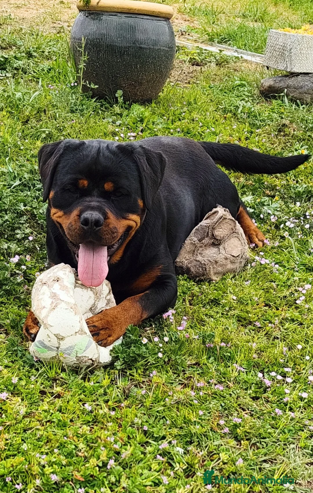 Rottweiler perros en venta: Cachorros padres Alemanes mejores líneas mundiales - Anuncio 1