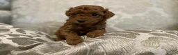 Caniche Toy perros en venta: caniche toy en Illes Balears - Anuncio 4