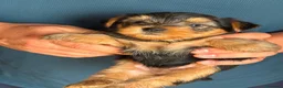 Yorkshire Terrier perros en venta: Preciosos cachorritos de Yorkshire - Anuncio 4