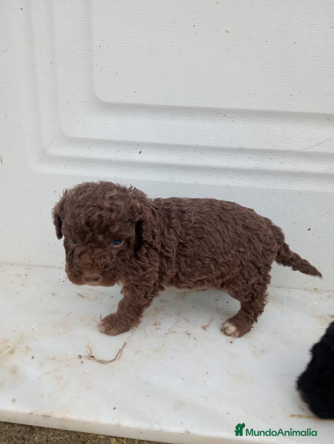 Perro de Agua Español perros en venta: Perro de agua  - Anuncio 1