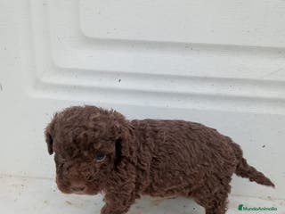 Perro de Agua Español perros Perro de agua - Anuncio 1