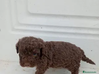 Perro de Agua Español perros Perro de agua - Anuncio 3