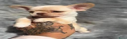 Chihuahua perros en venta: Chihuahua línea rusa  - Anuncio 10