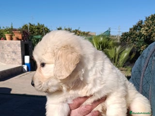 Golden Retriever perros Hembra de golden retriever - Anuncio 1