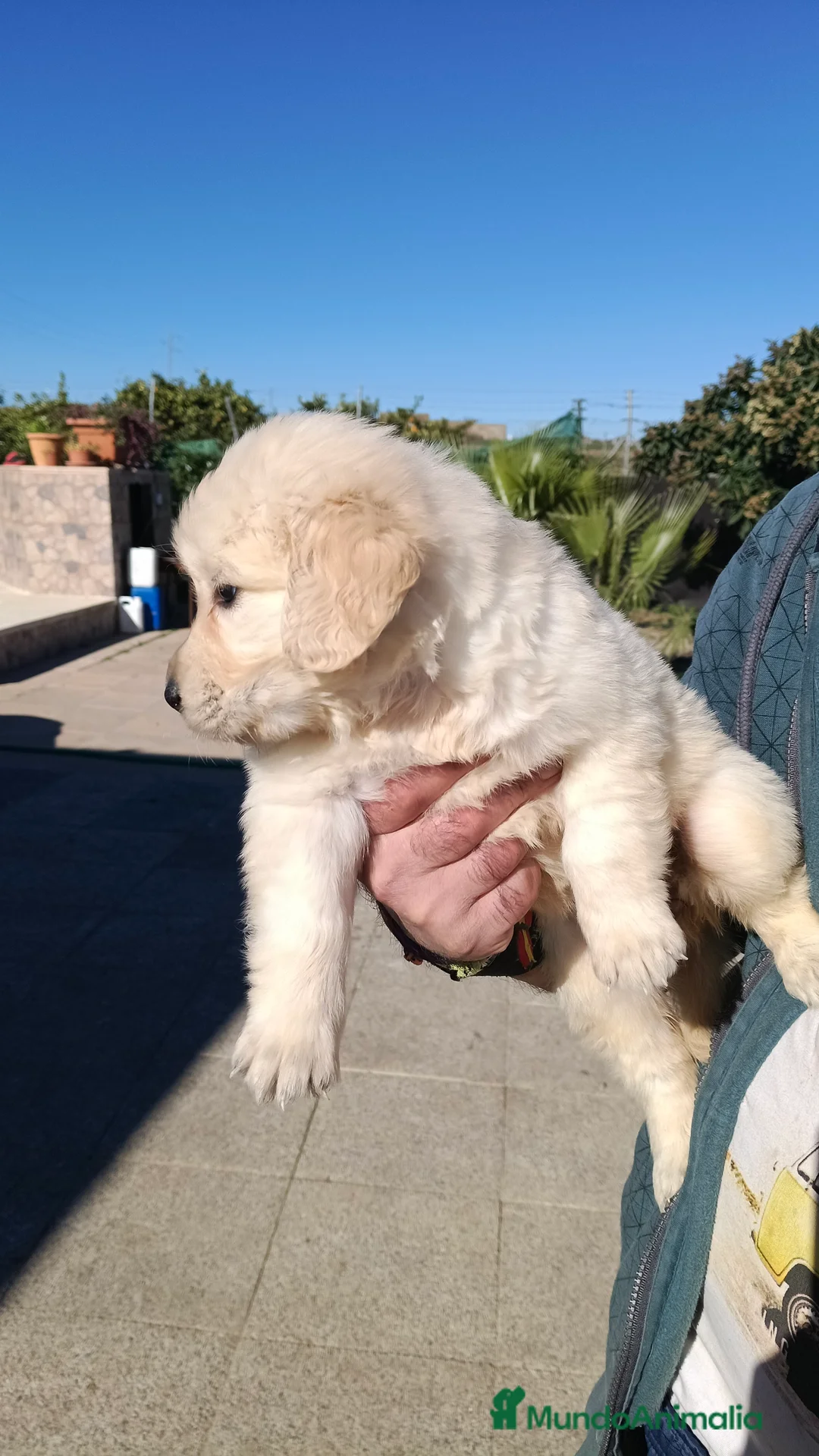 Golden Retriever perros en venta: Hembra de golden retriever  - Anuncio 2