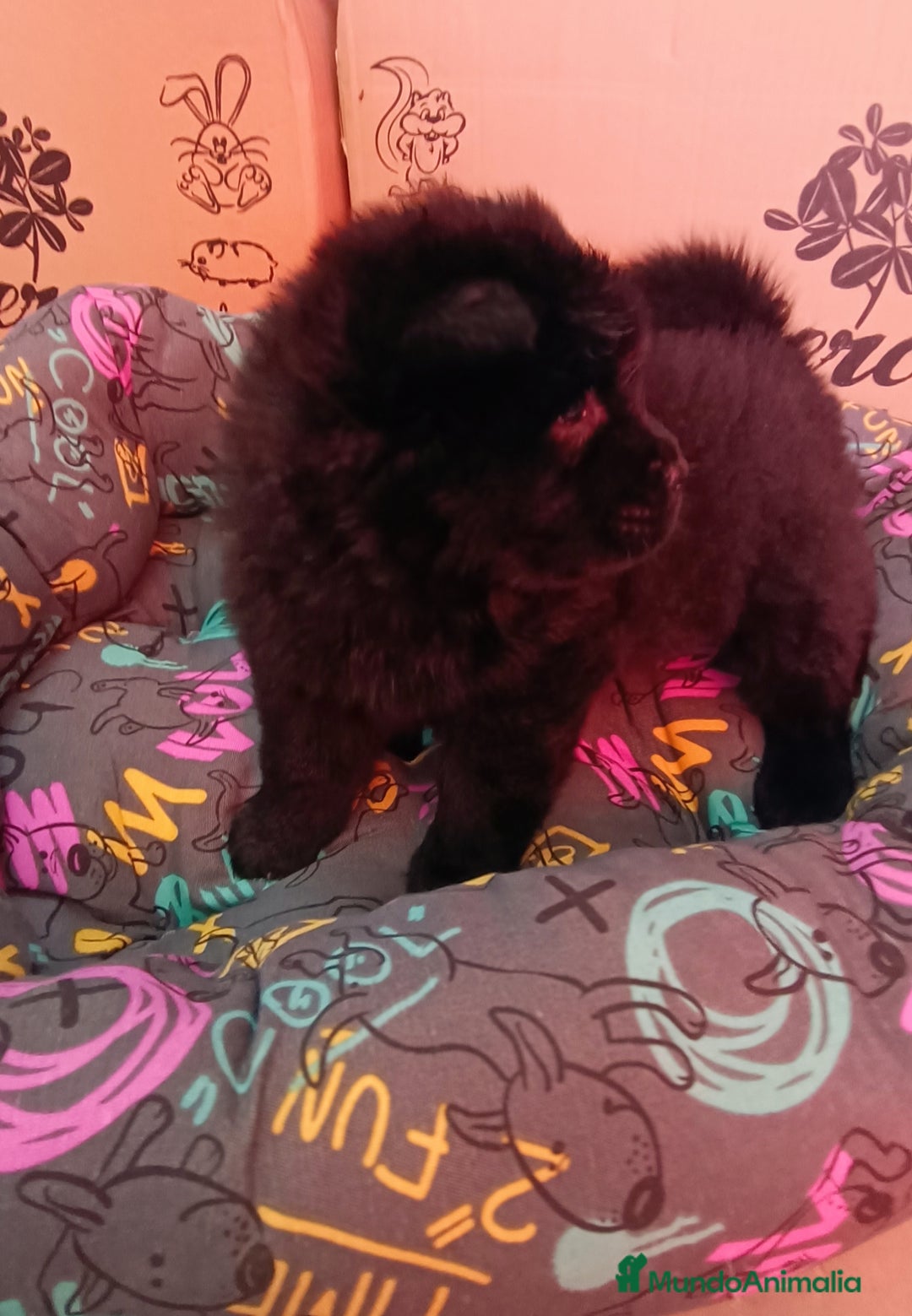 Chow Chow perros en venta: CACHORROS DE CHOW-CHOW  - Imagen 6