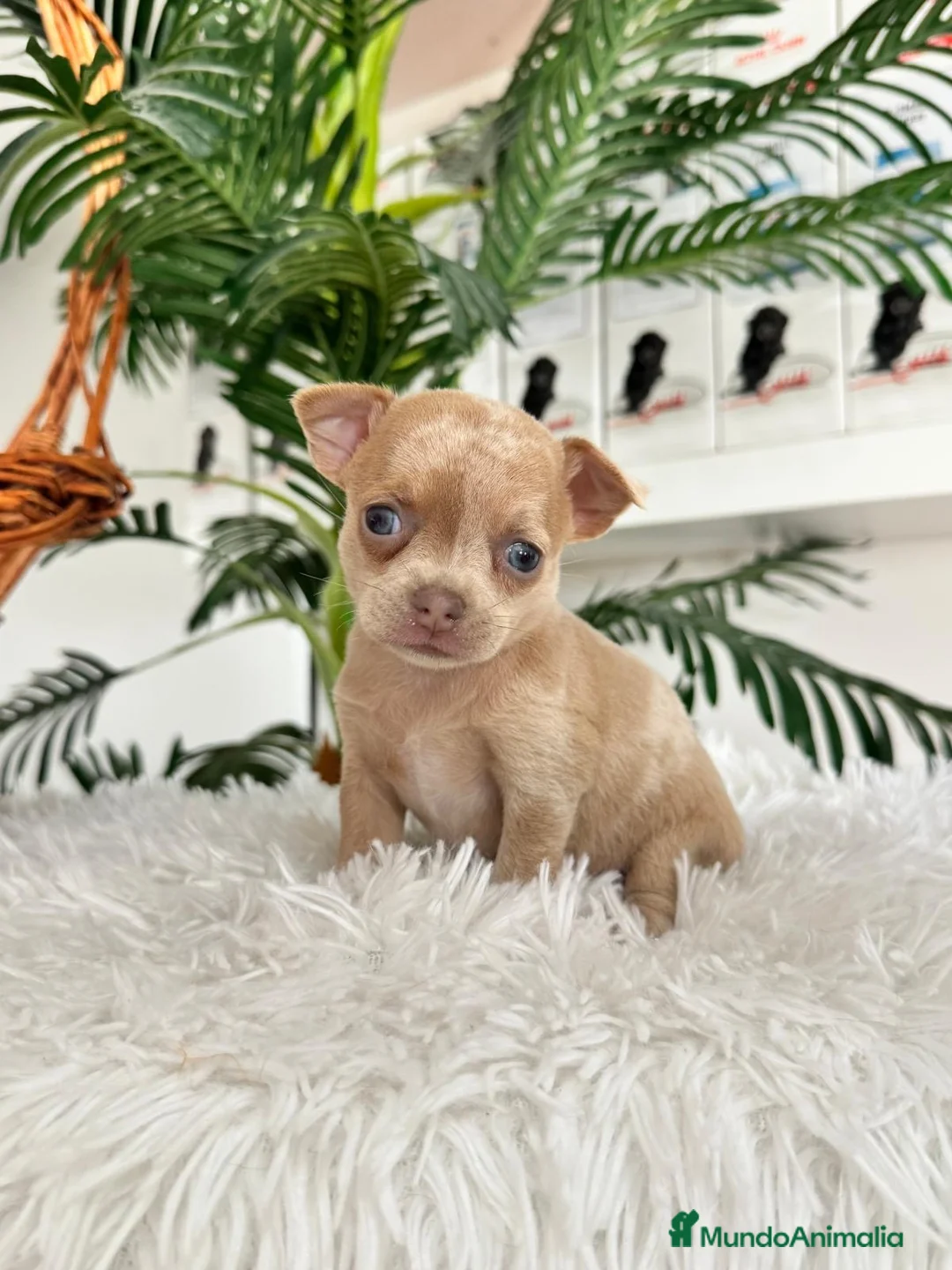 Chihuahua perros en venta: CHIHUAHUA MERLE MACHO - Anuncio 2